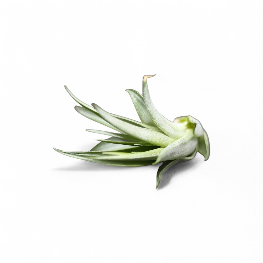 tillandsia-capitata-peach