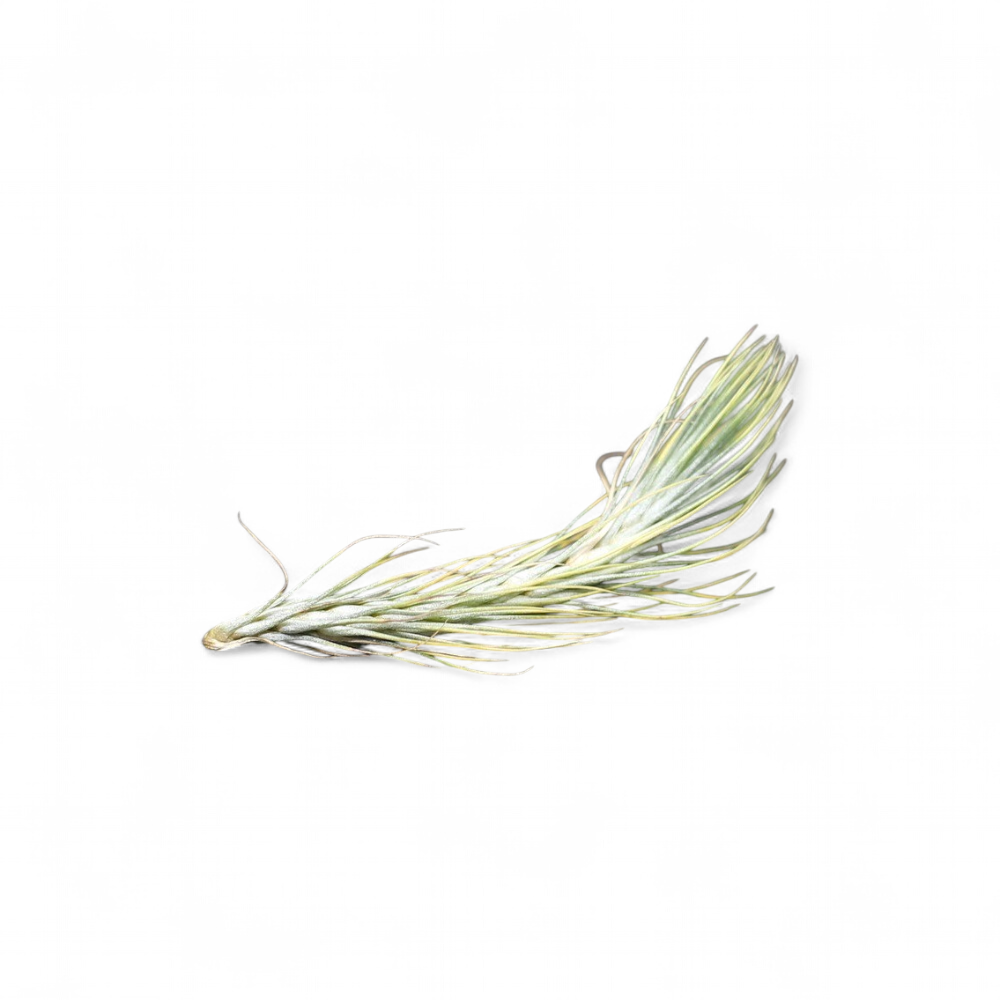tillandsia-funckiana