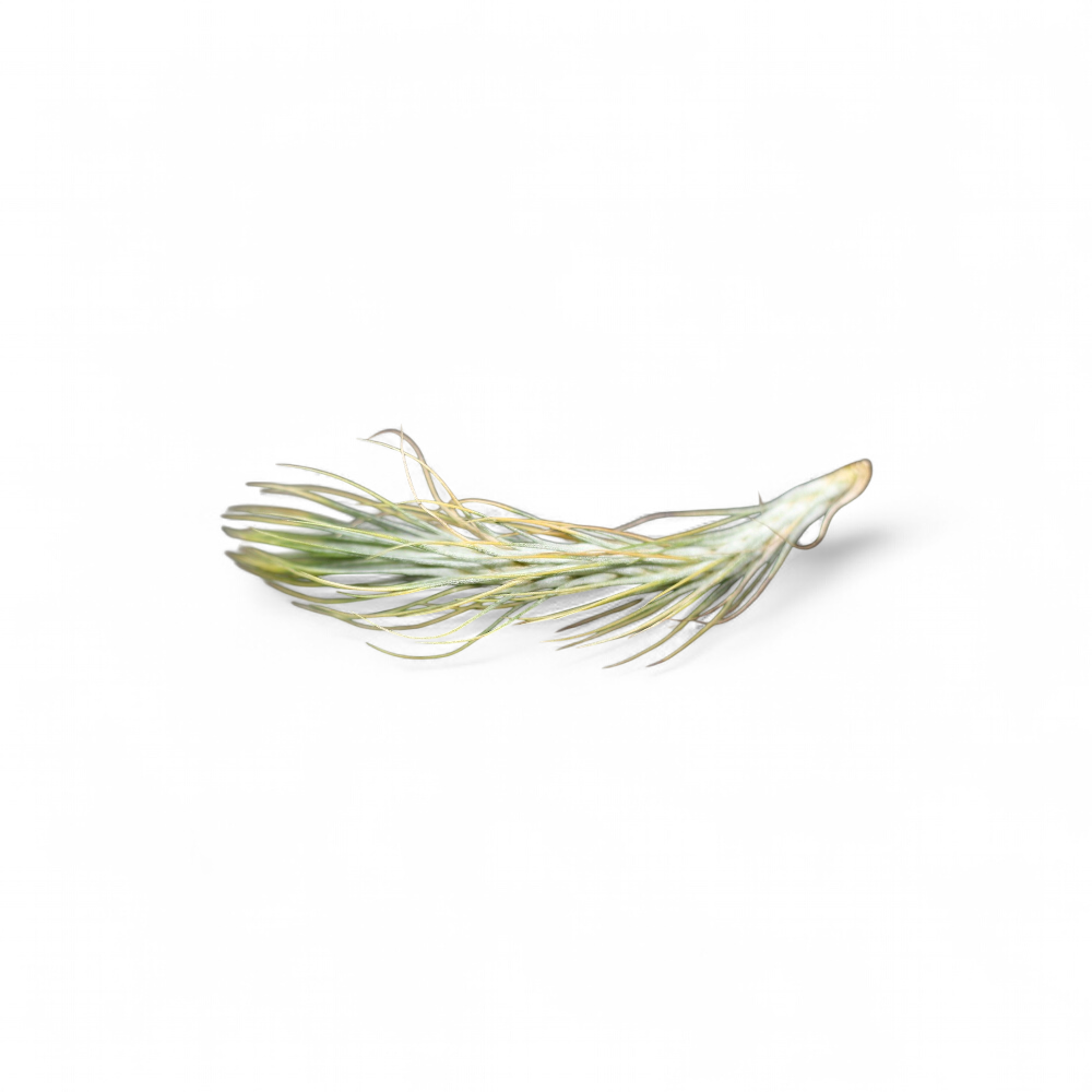 tillandsia-funckiana