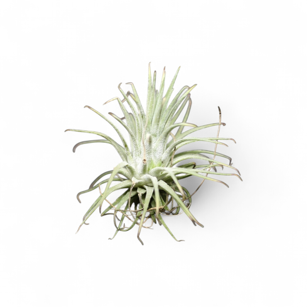 tillandsia-ionantha-green