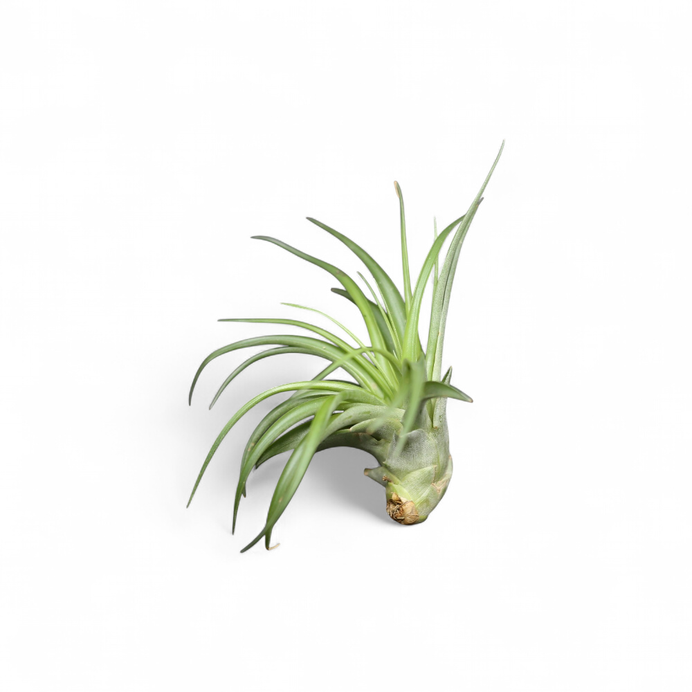 tillandsia-multiflora