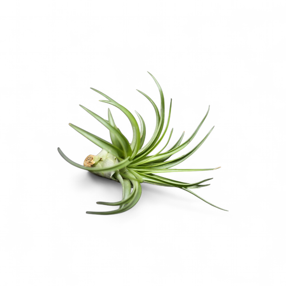 tillandsia-multiflora
