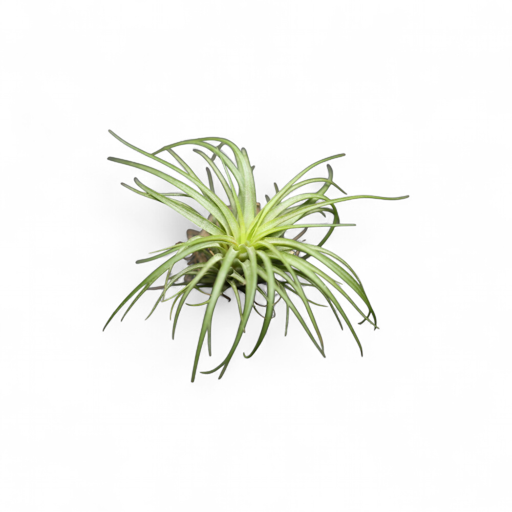 tillandsia-rainforest-red