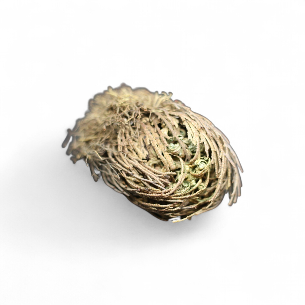 selaginella-lepidophylla