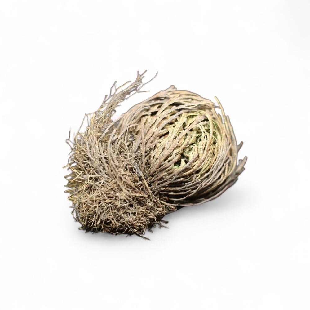 selaginella-lepidophylla
