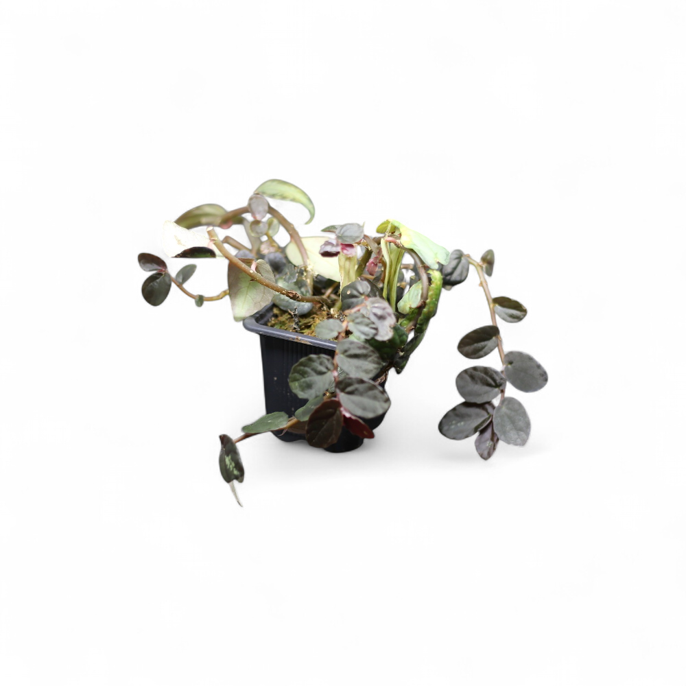 procris-pellionia-repens
