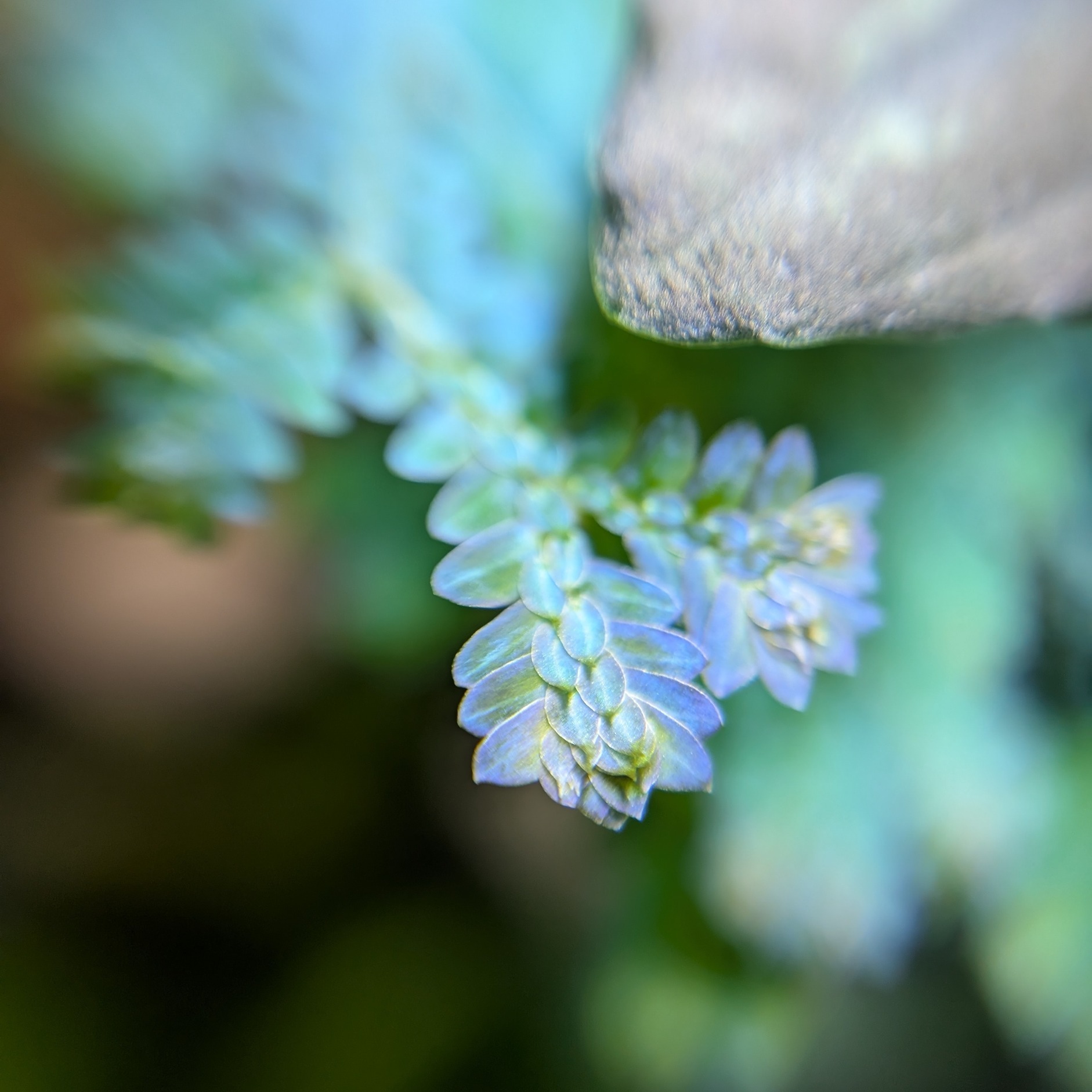 Selaginella uncinata