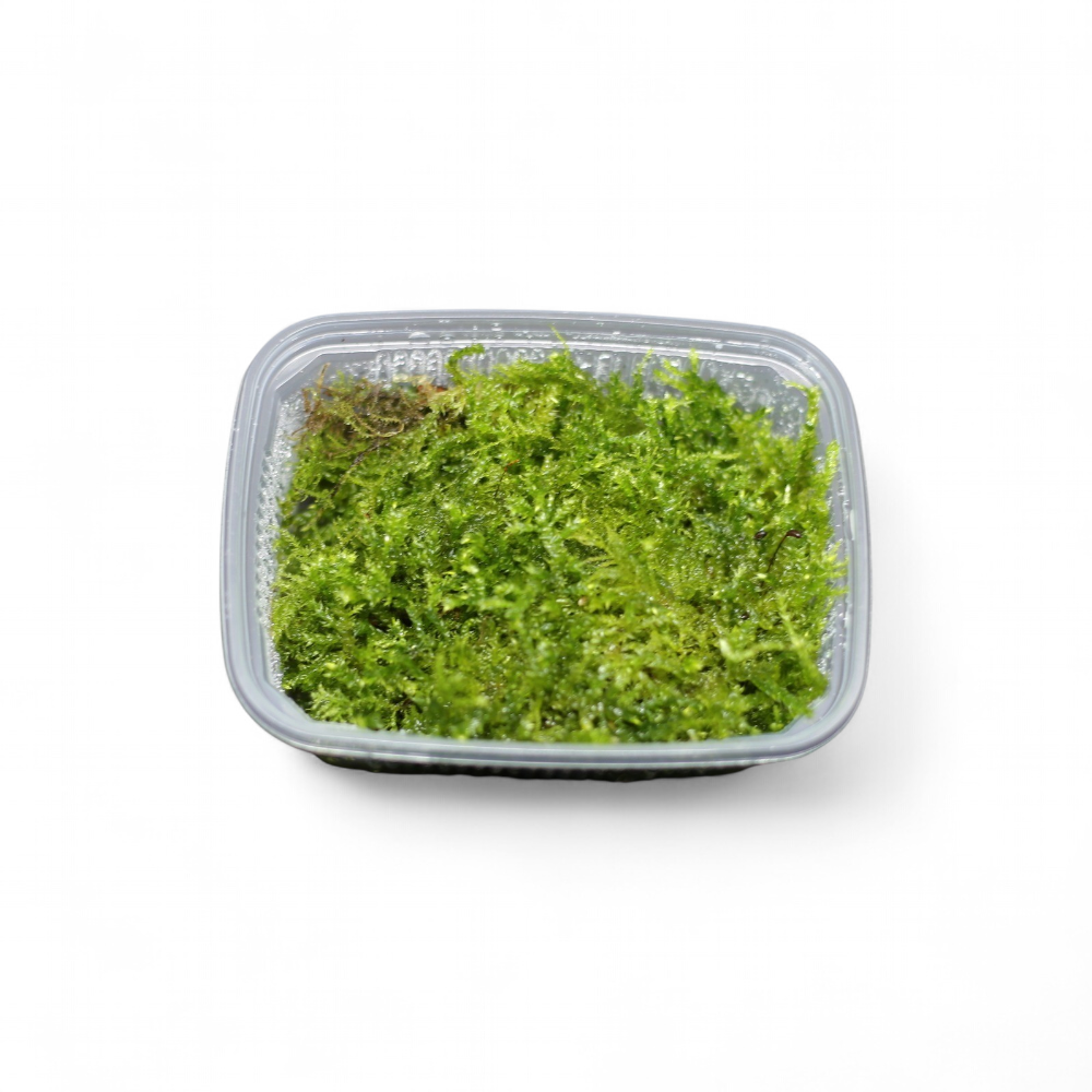 taxiphyllum-sp-mousse