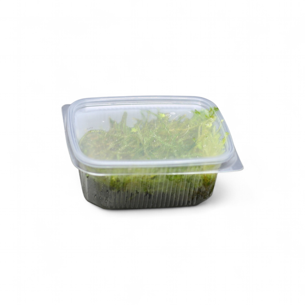 taxiphyllum-barbieri-mousse-de-java