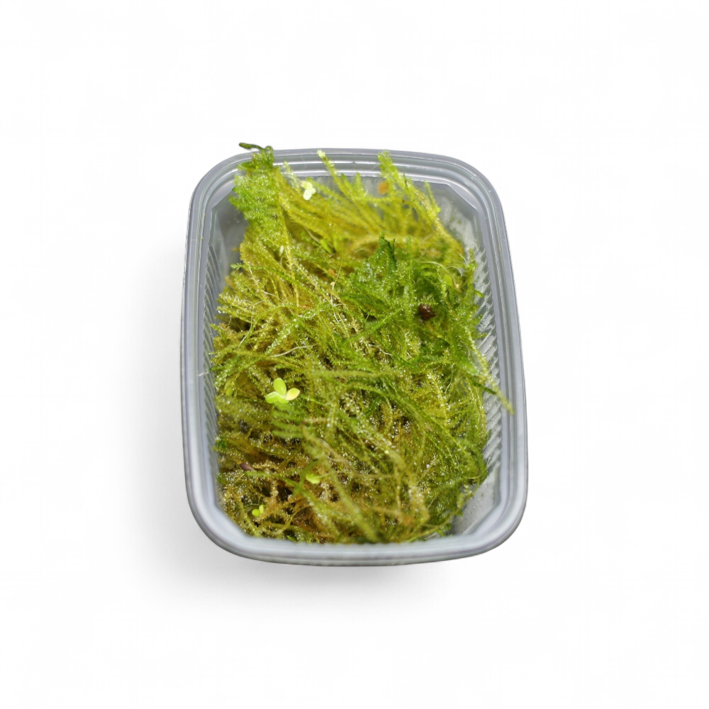 taxiphyllum-barbieri-mousse-de-java