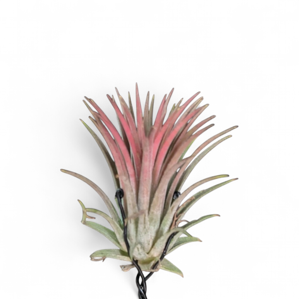 tillandsia-ionantha-red