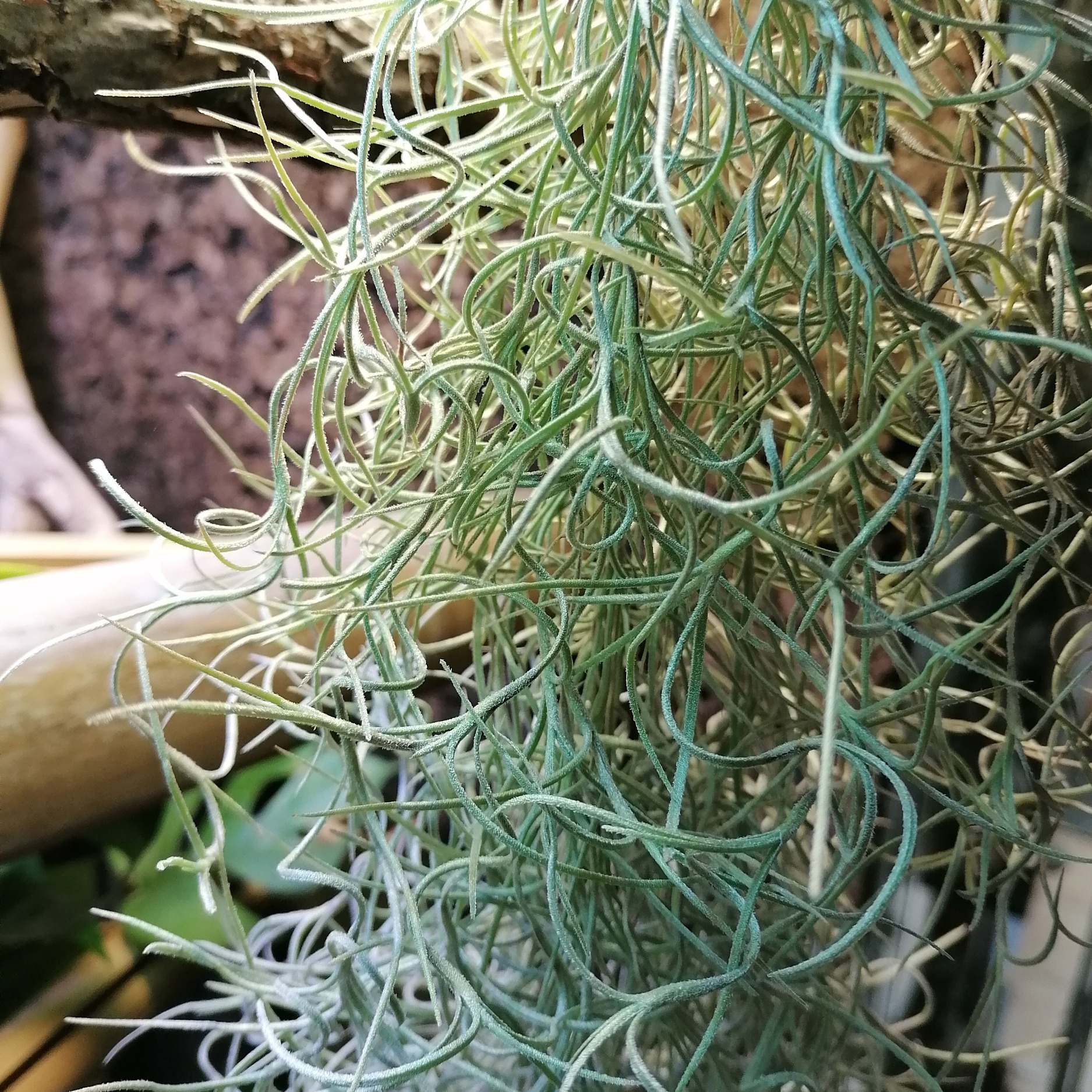 Tillandsia usneoides