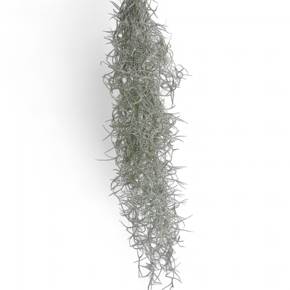 tillandsia-usneoides