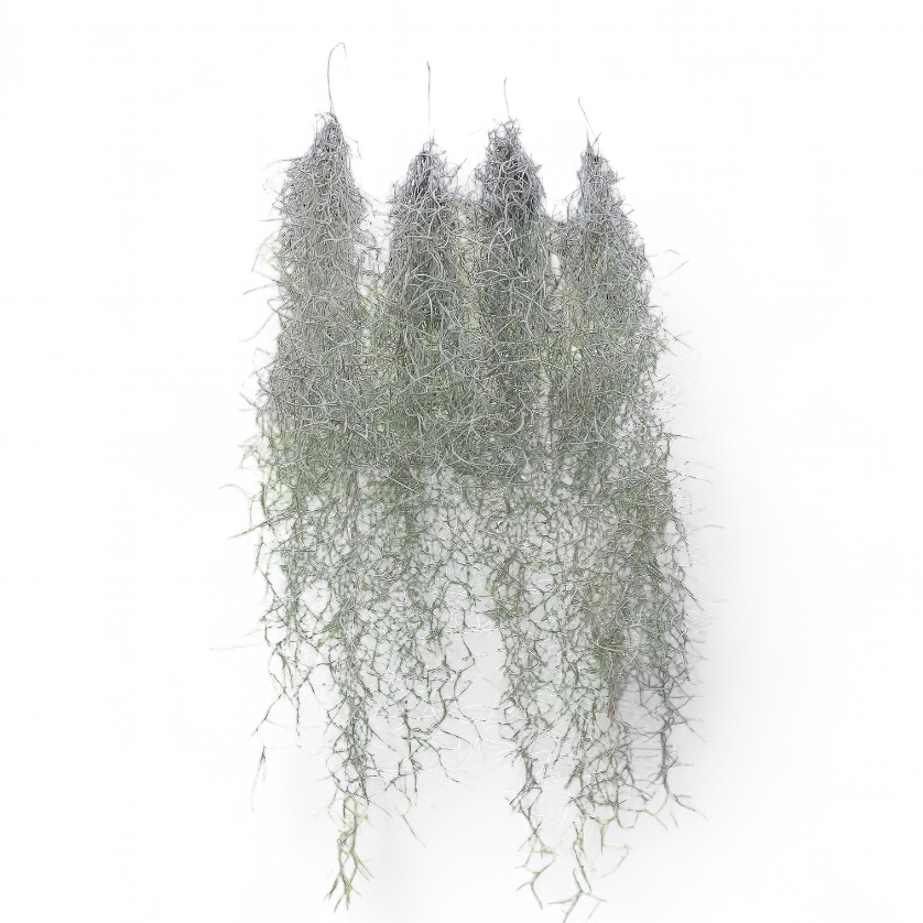 tillandsia-usneoides