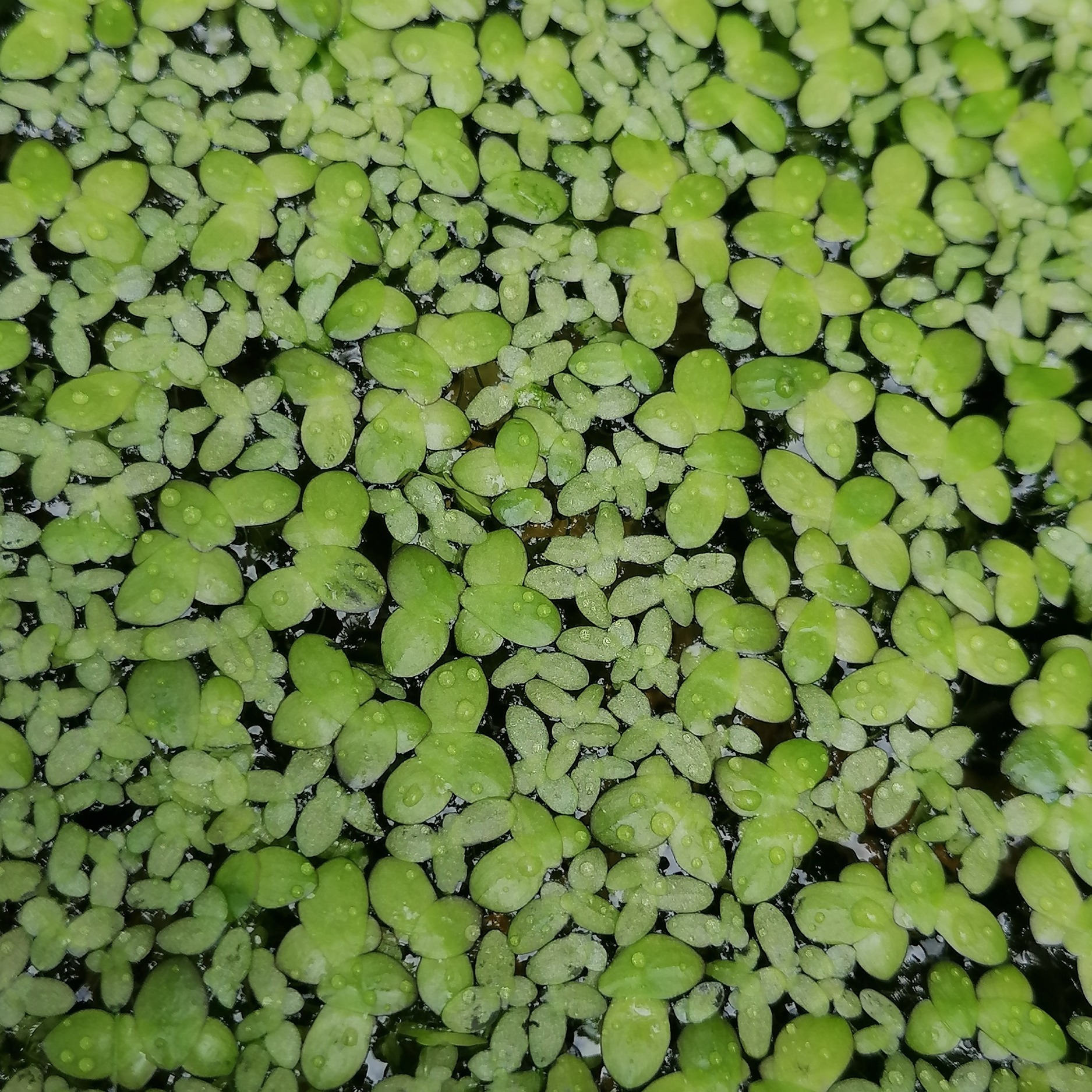 Lemna minor