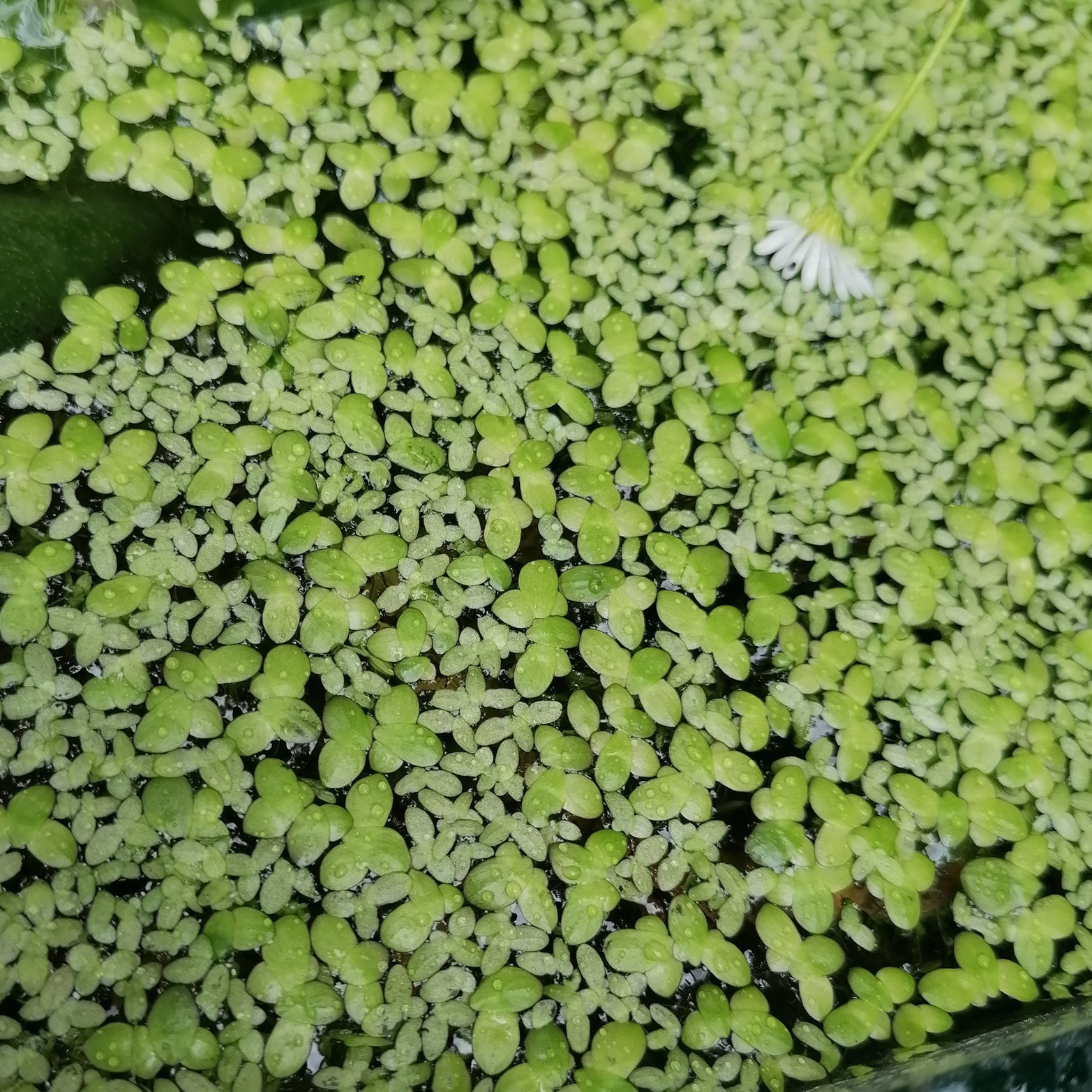 Lemna minor