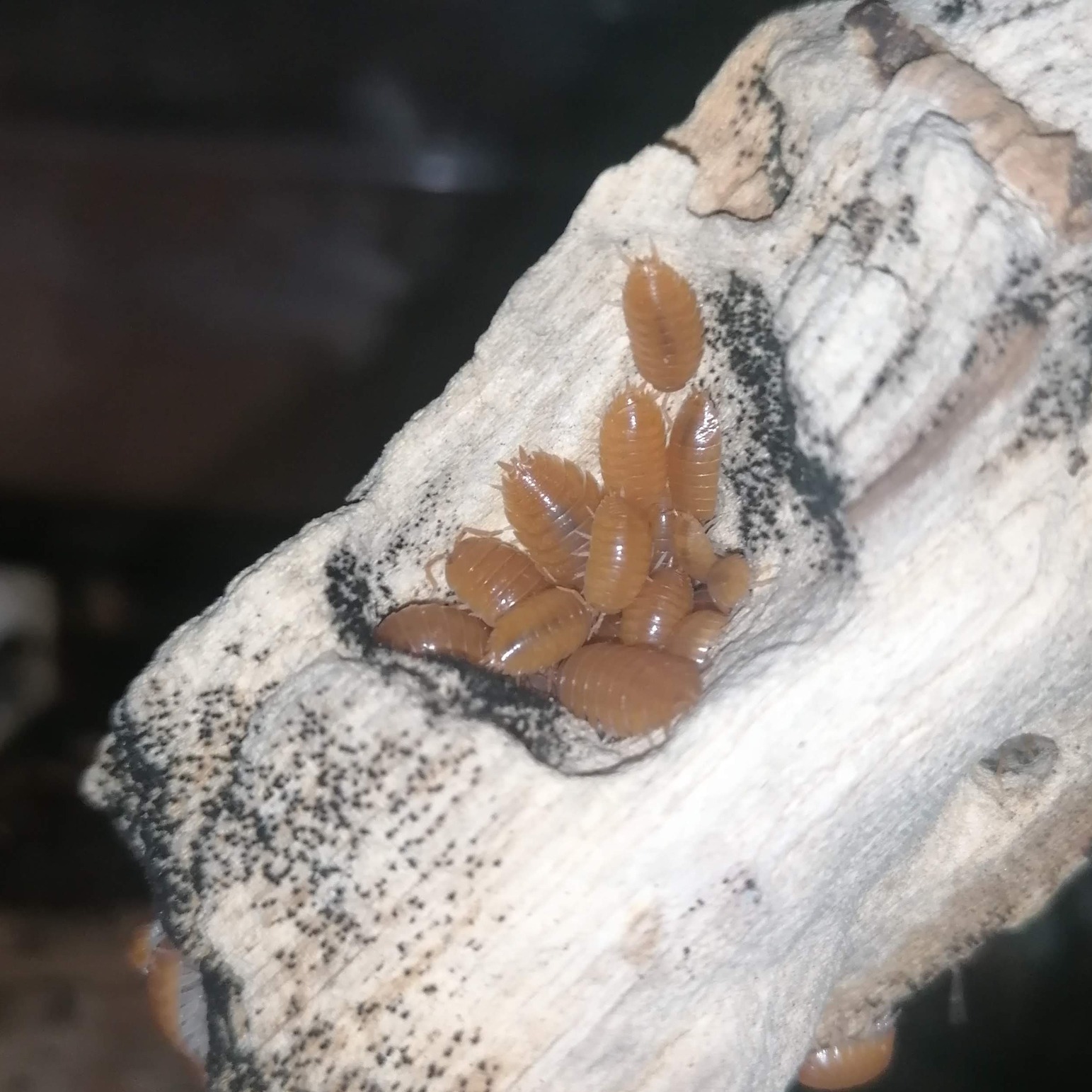Porcellio laevis orange