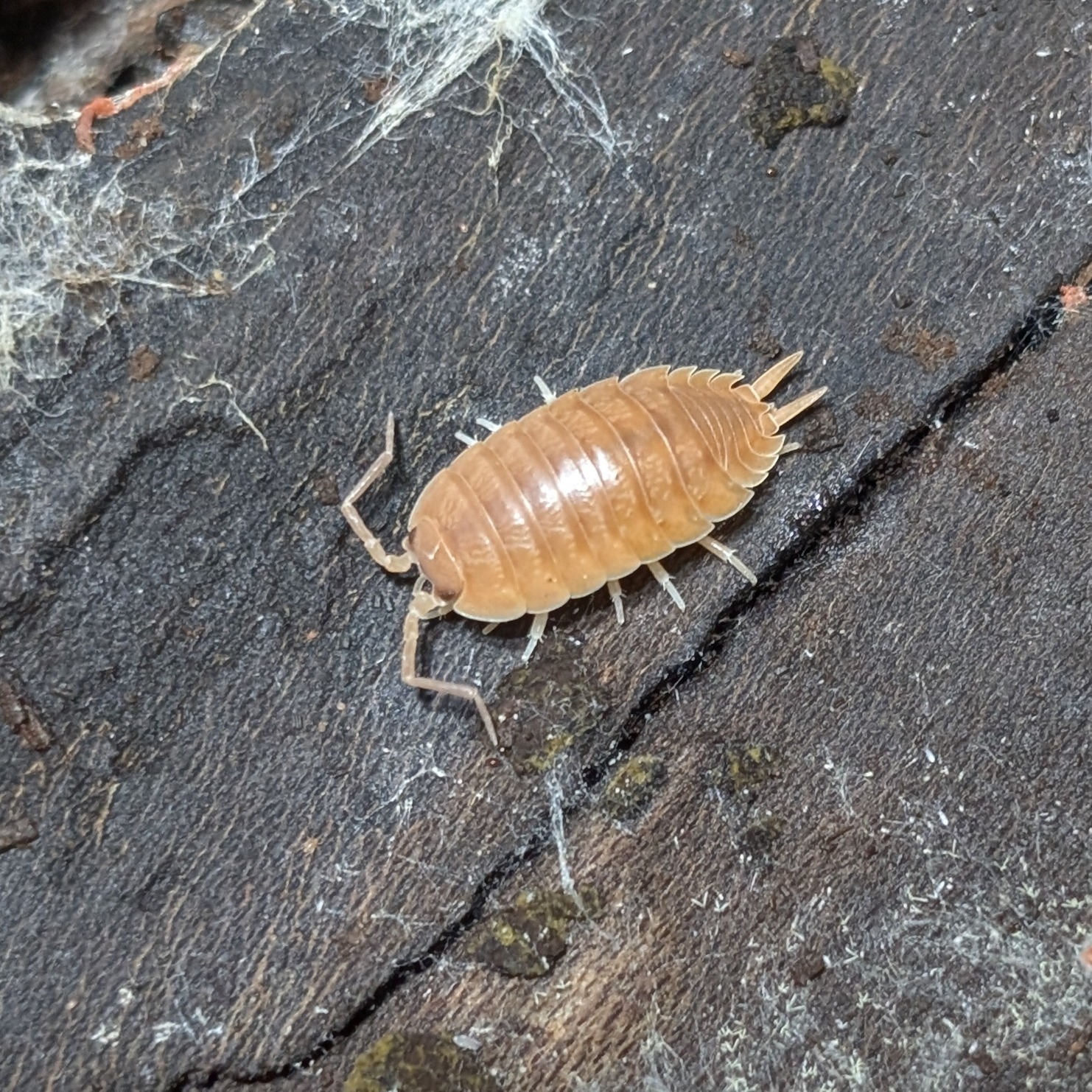 Porcellio laevis orange