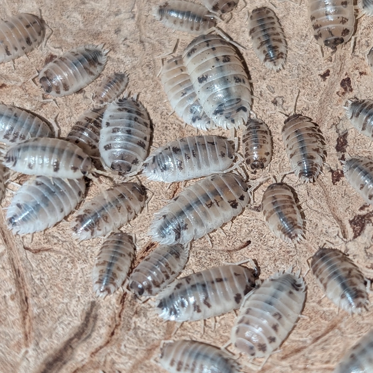 Porcellio laevis dairy cow