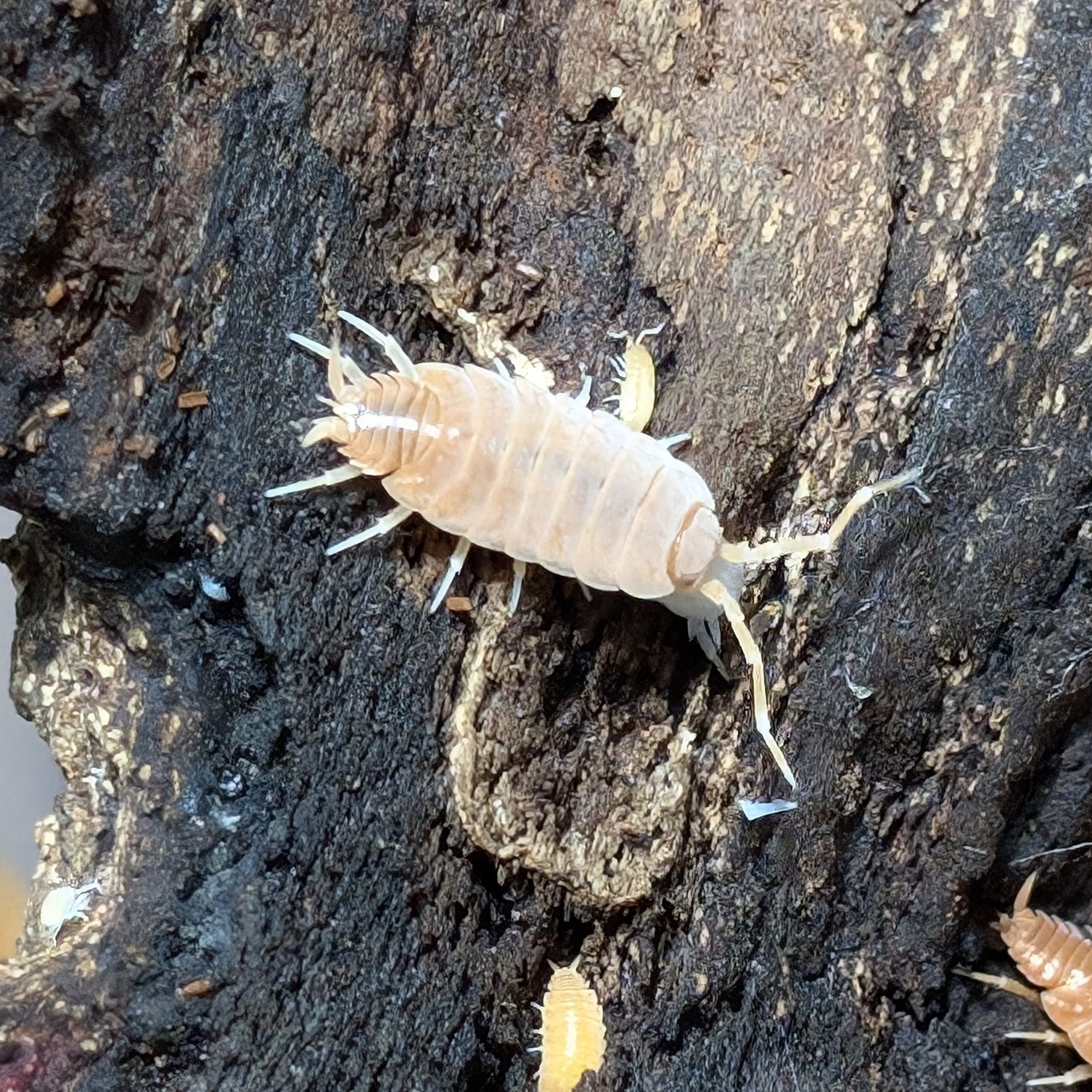 Porcellionides pruinosus orange