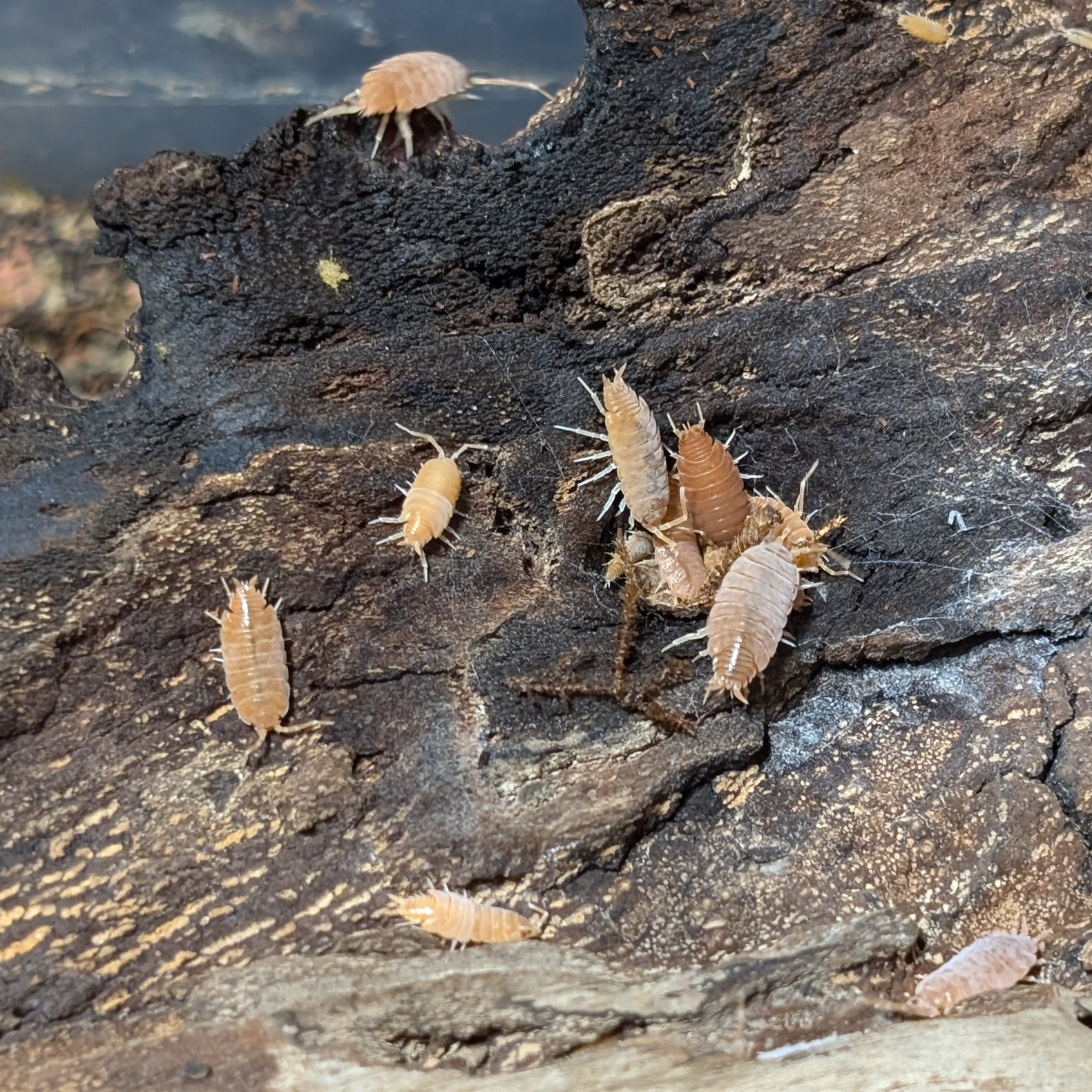 Porcellionides pruinosus orange