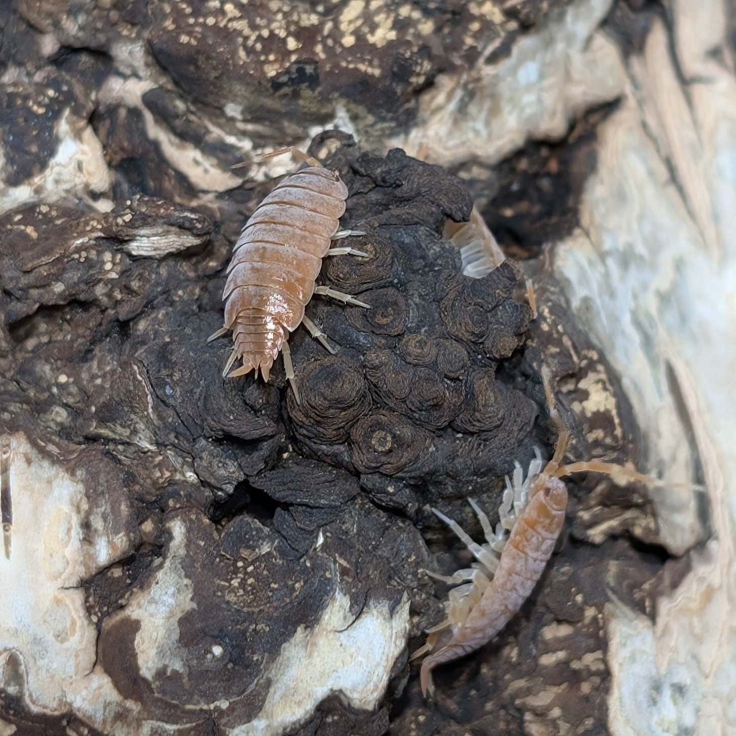Porcellionides pruinosus orange