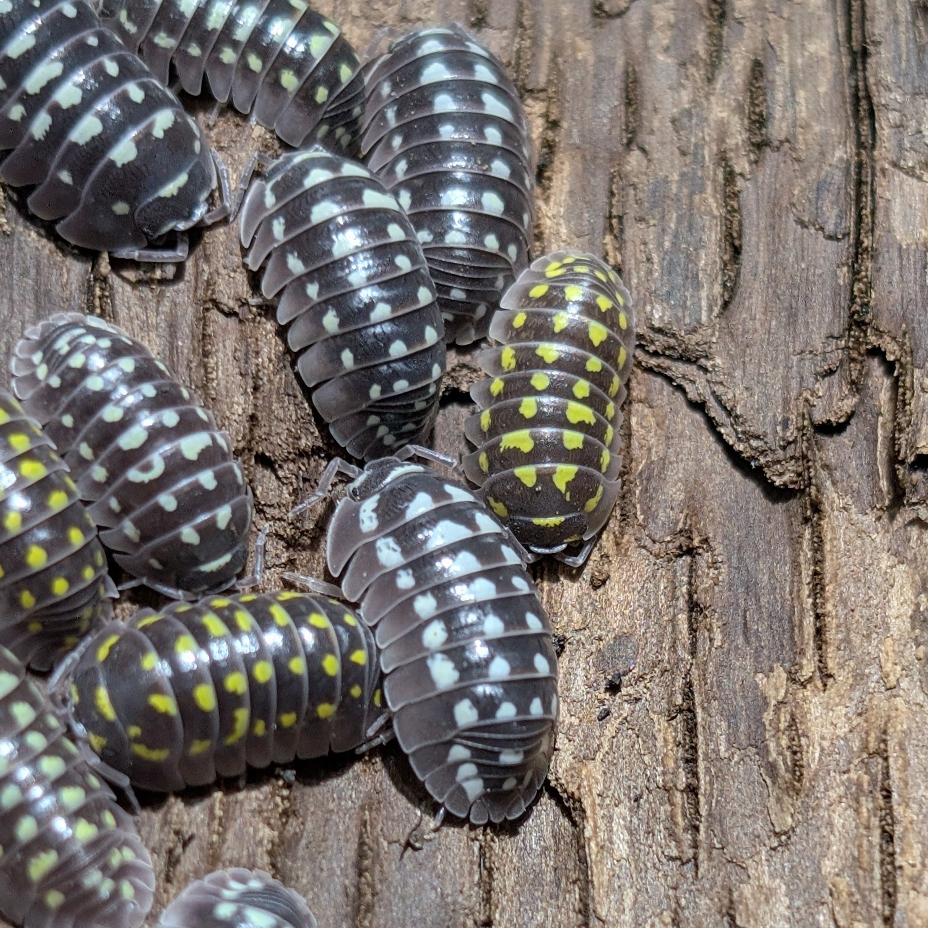 Armadillidium gestroi
