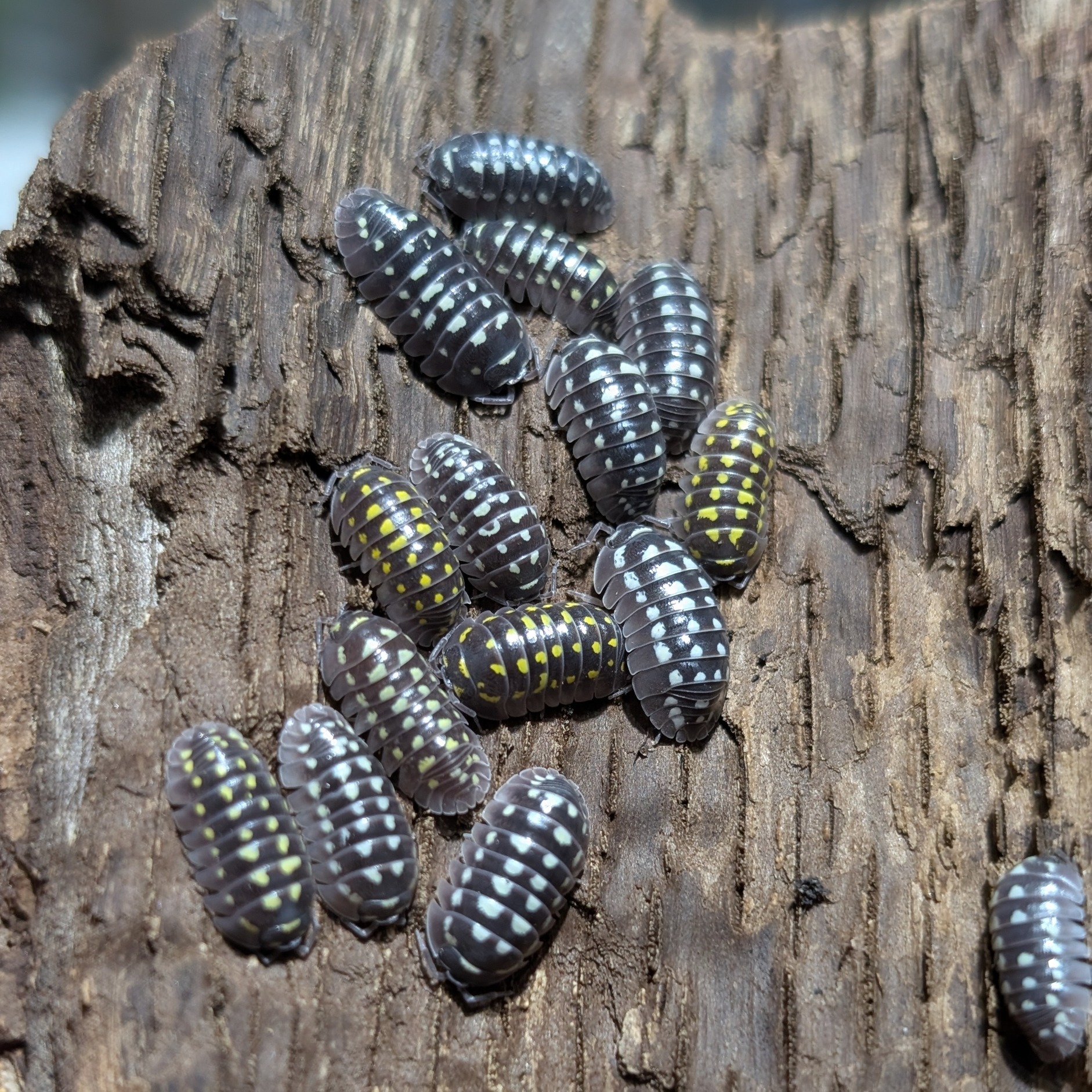 Armadillidium gestroi