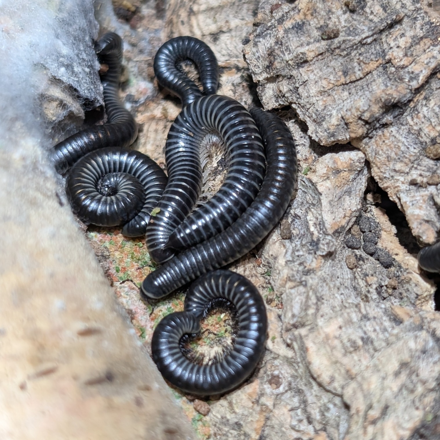 Ommatoiulus sabulosus aimatopodus