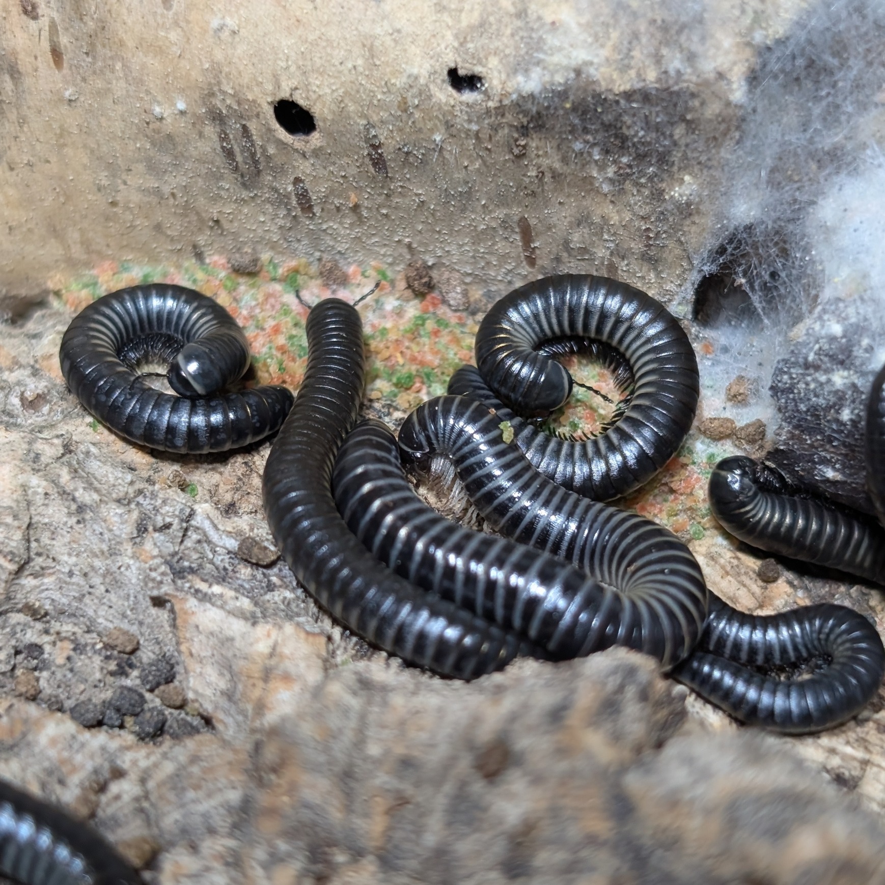 Ommatoiulus sabulosus aimatopodus