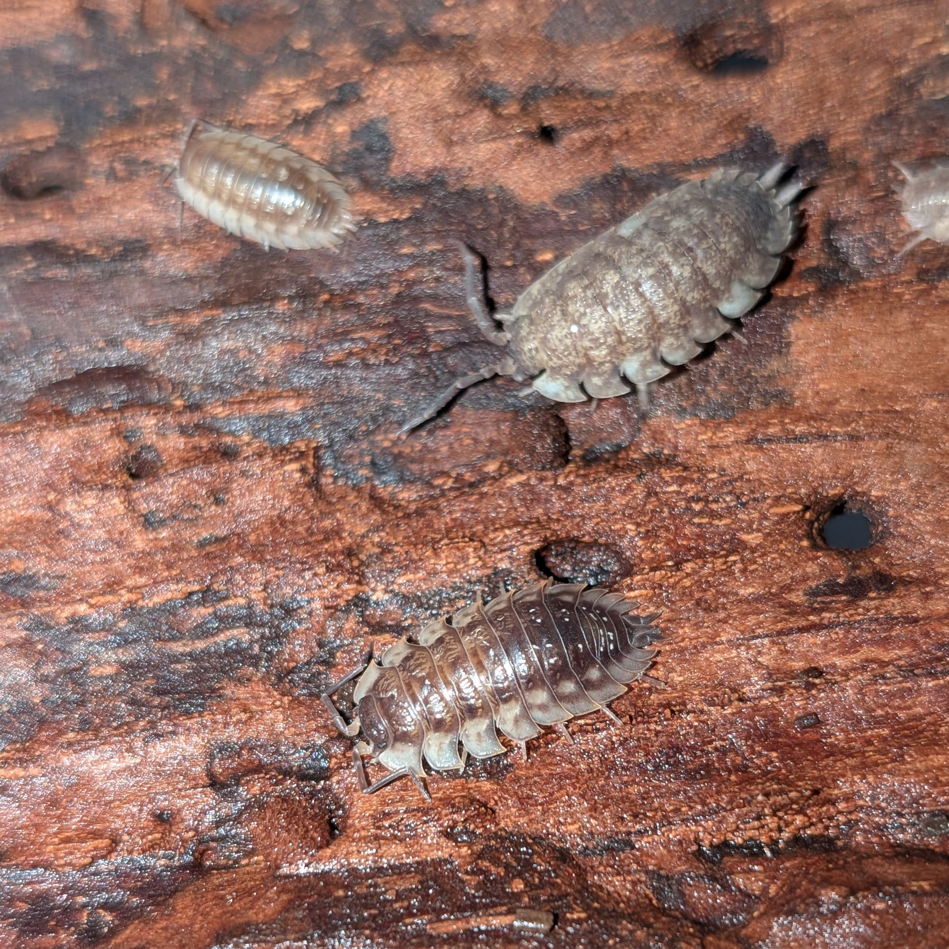 Oniscus asellus