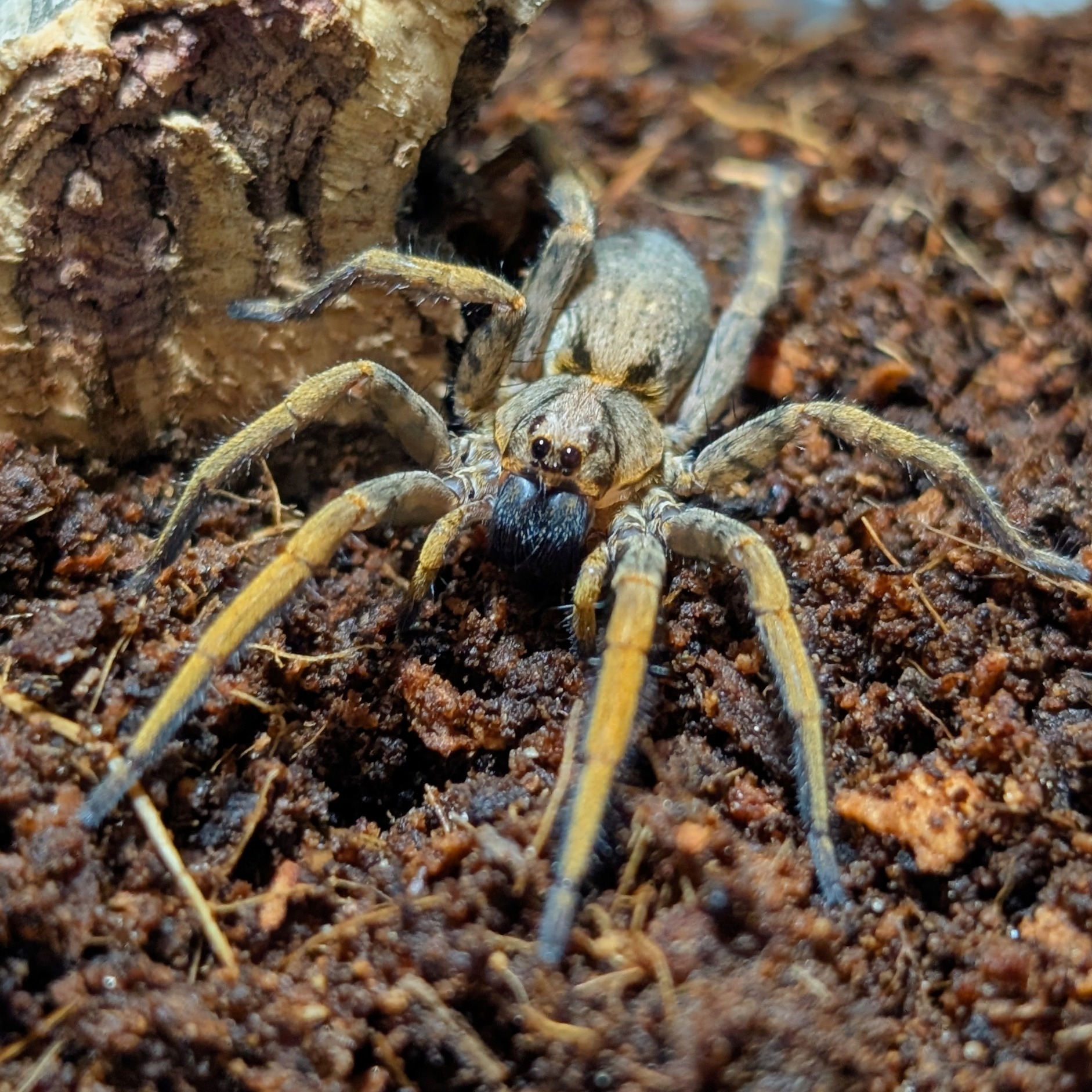Hogna maderiana