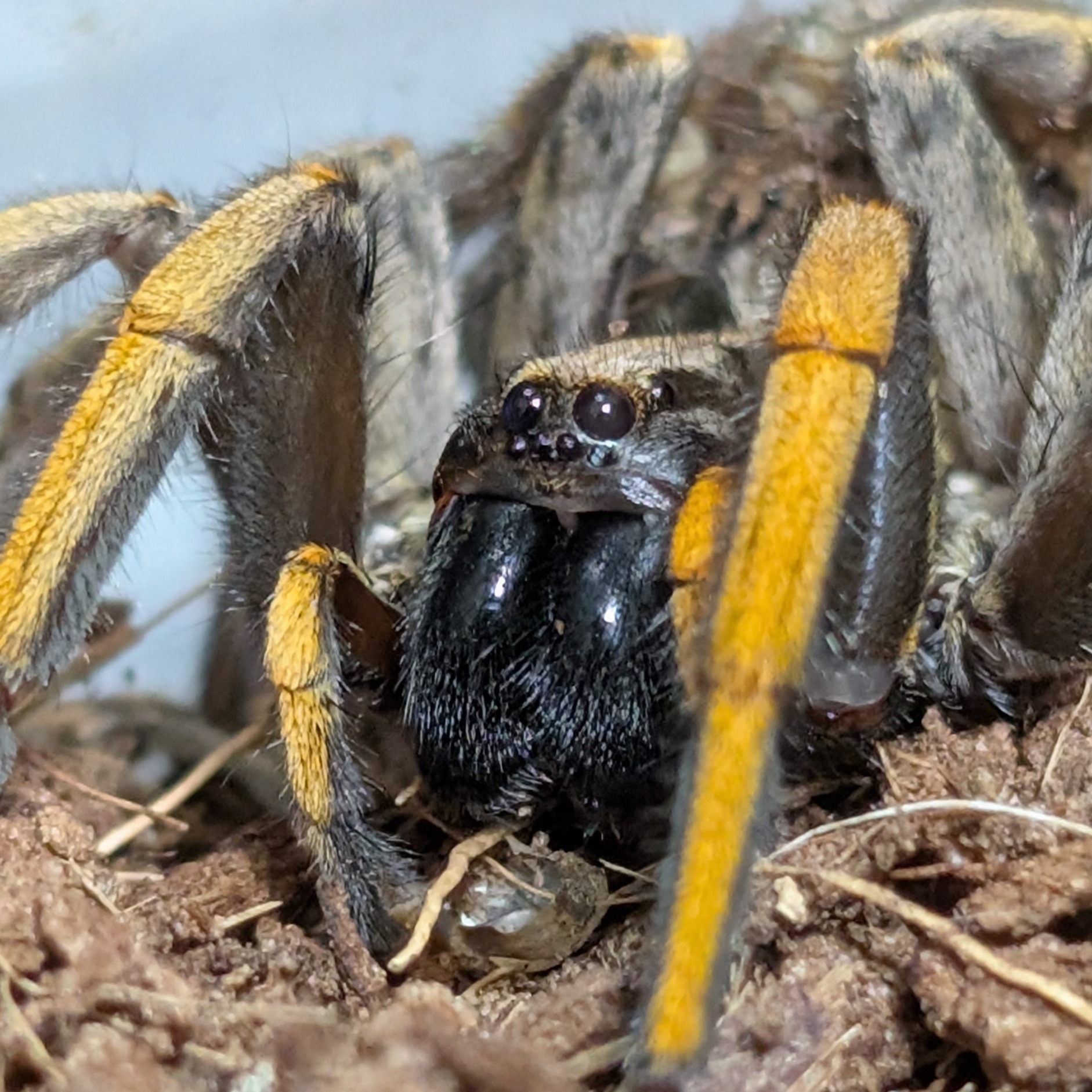 Hogna maderiana