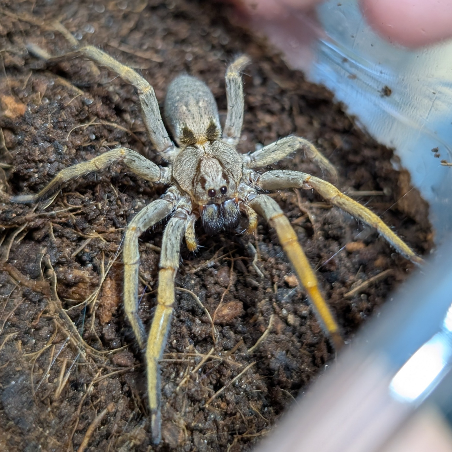 Hogna maderiana