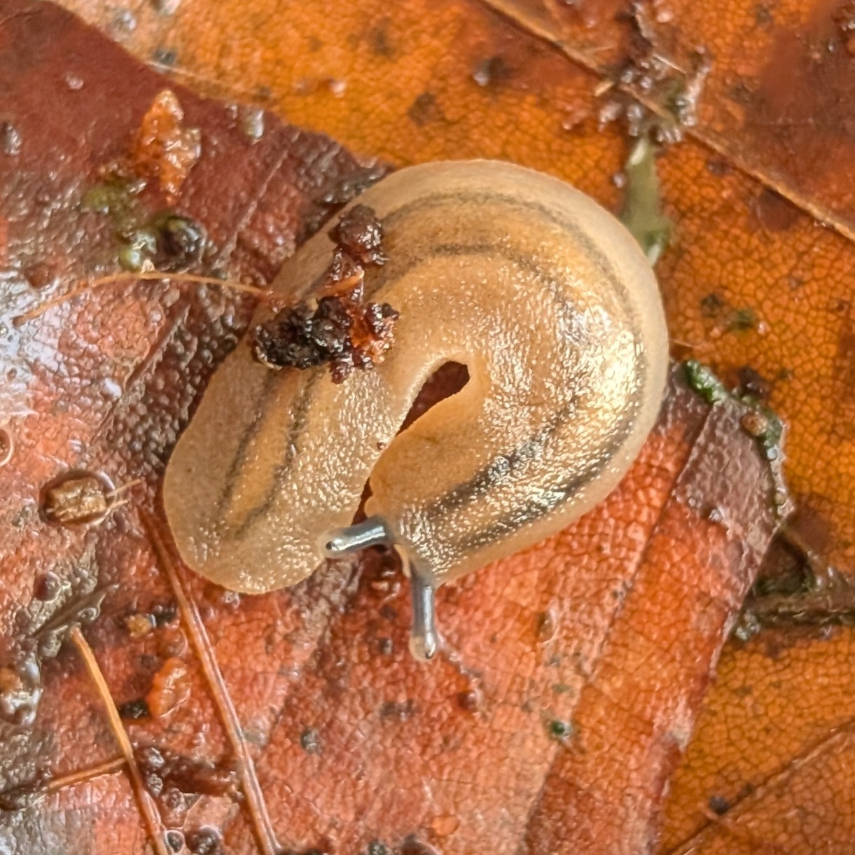 Veronicella sloanii