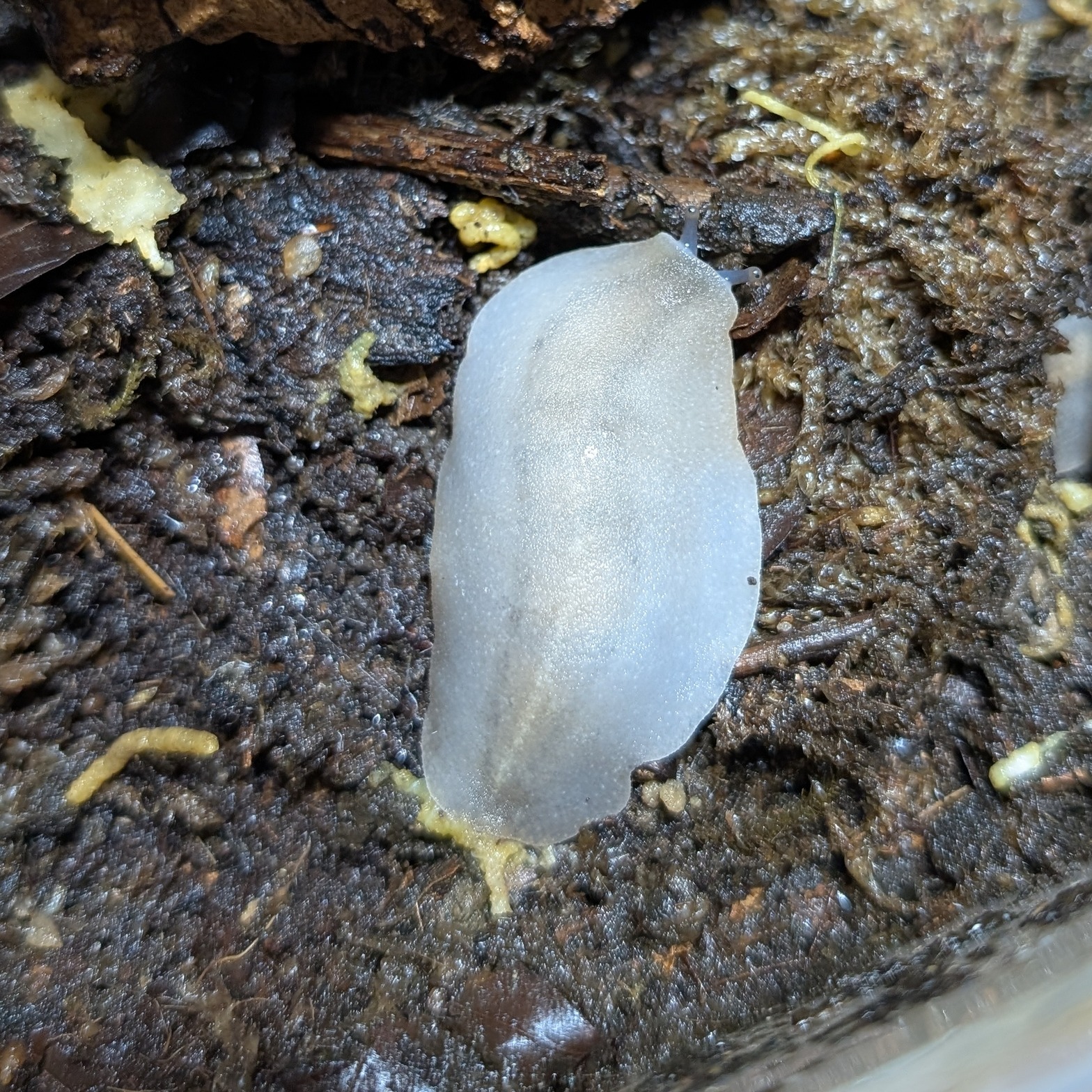 Veronicella sloanii