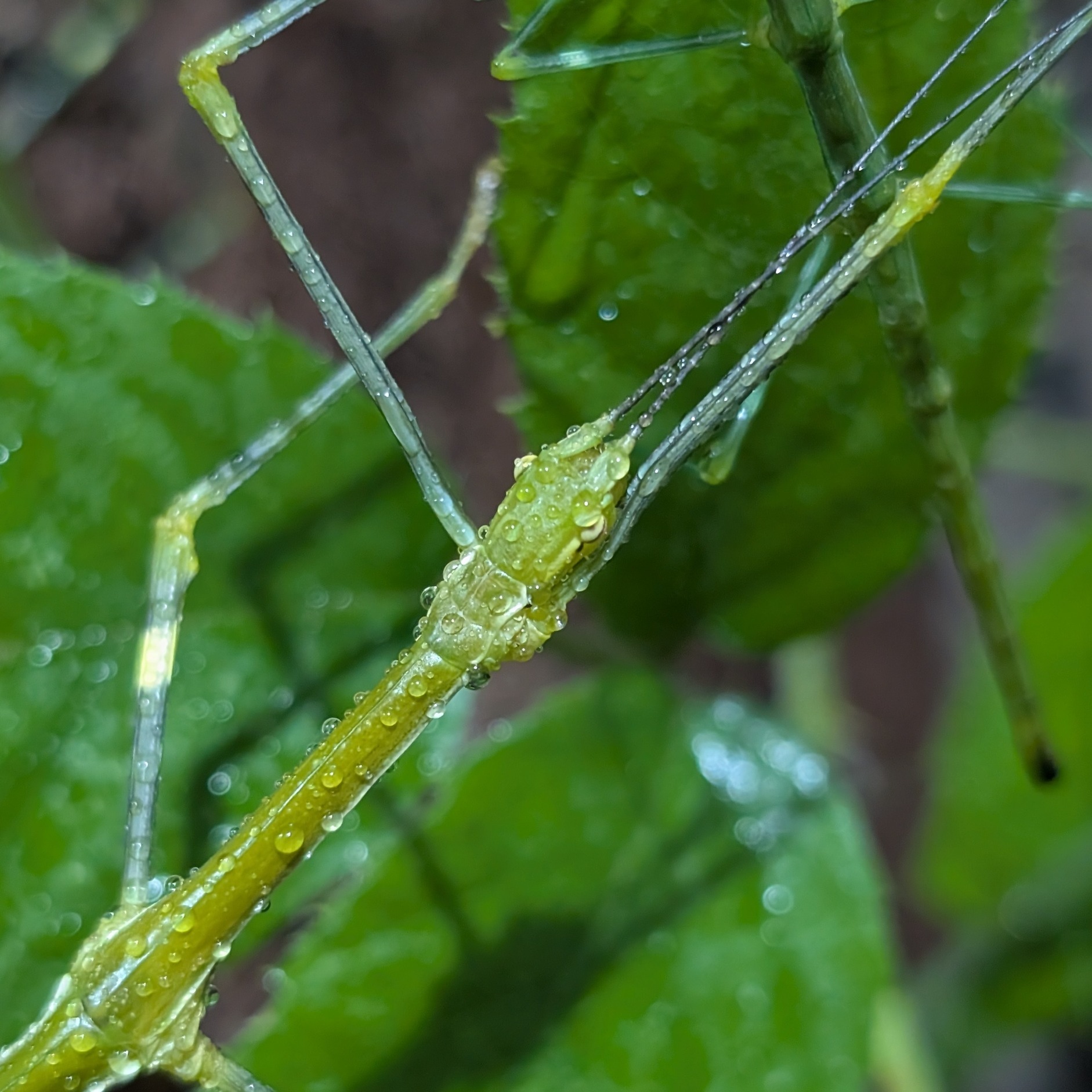 Lonchodiodes sp. Ilocos