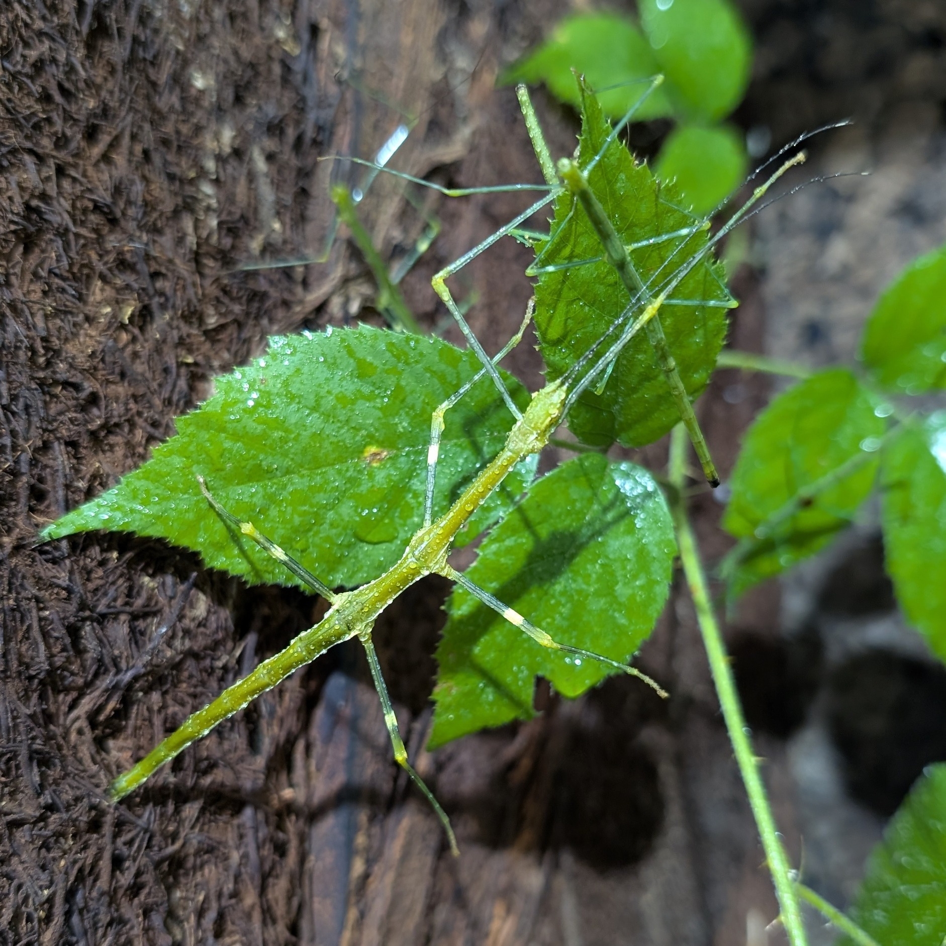 Lonchodiodes sp. Ilocos