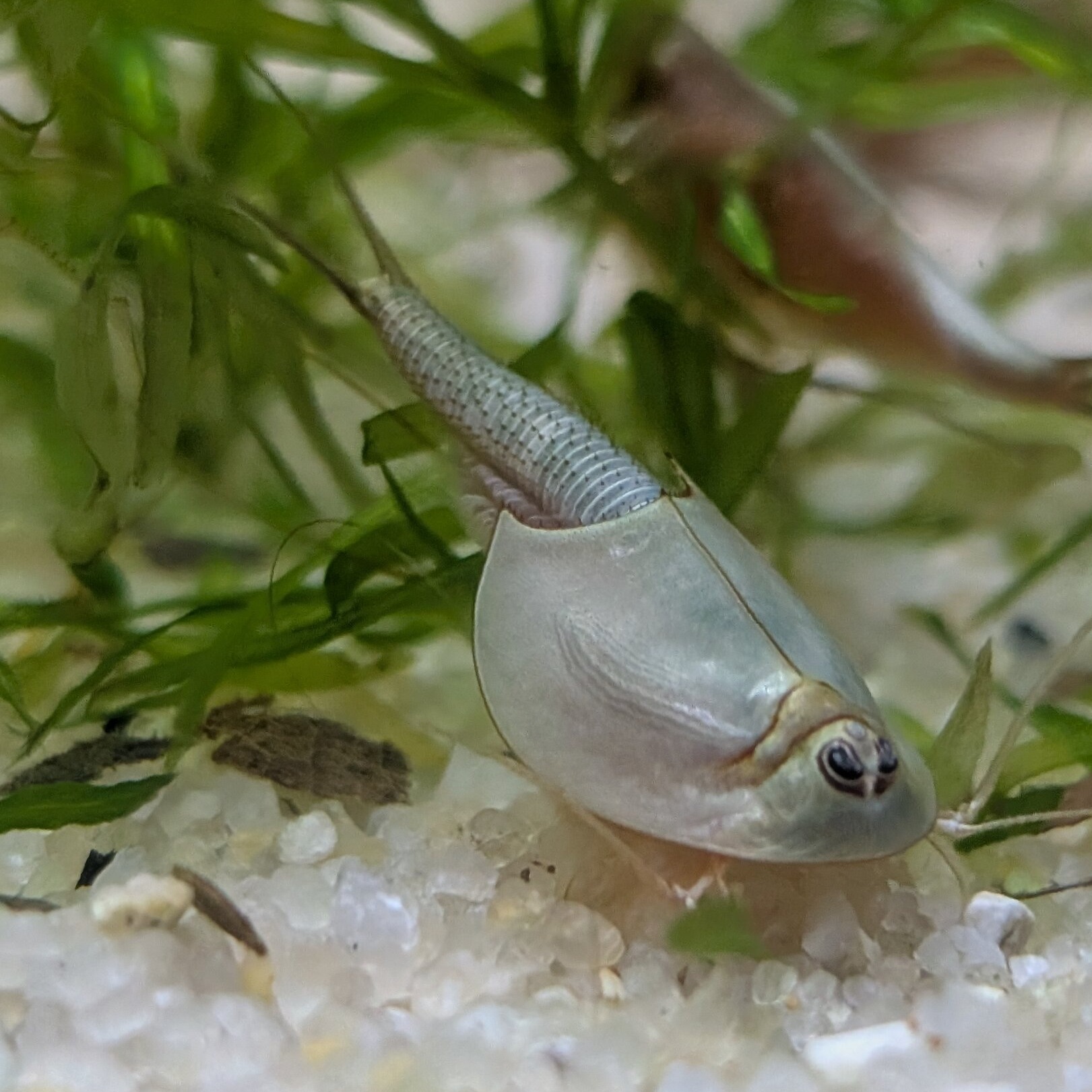 Triops australiensis queenslan