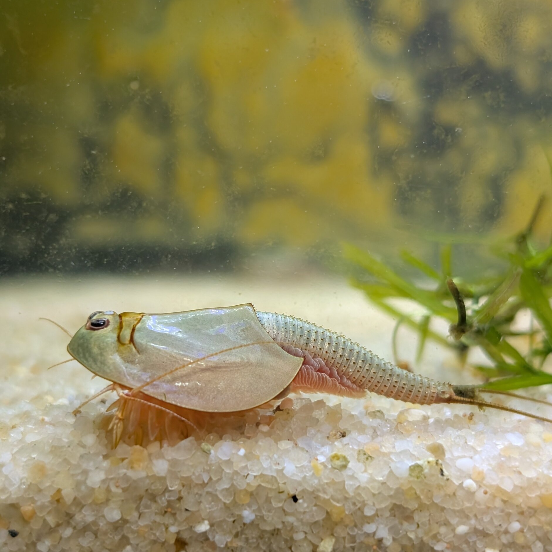 Triops australiensis queensland
