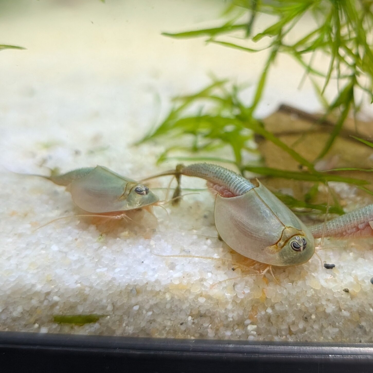 Triops australiensis queensland