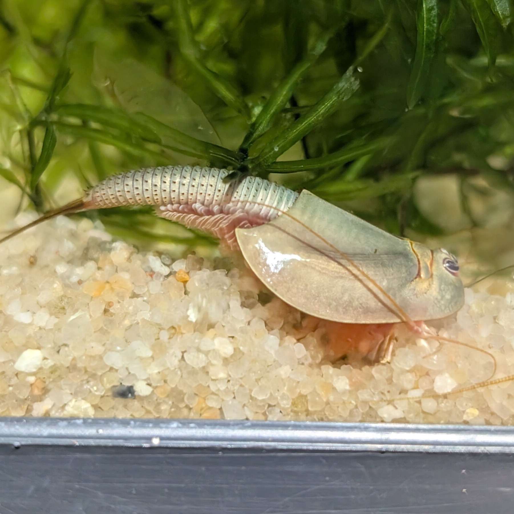 Triops australiensis queensland