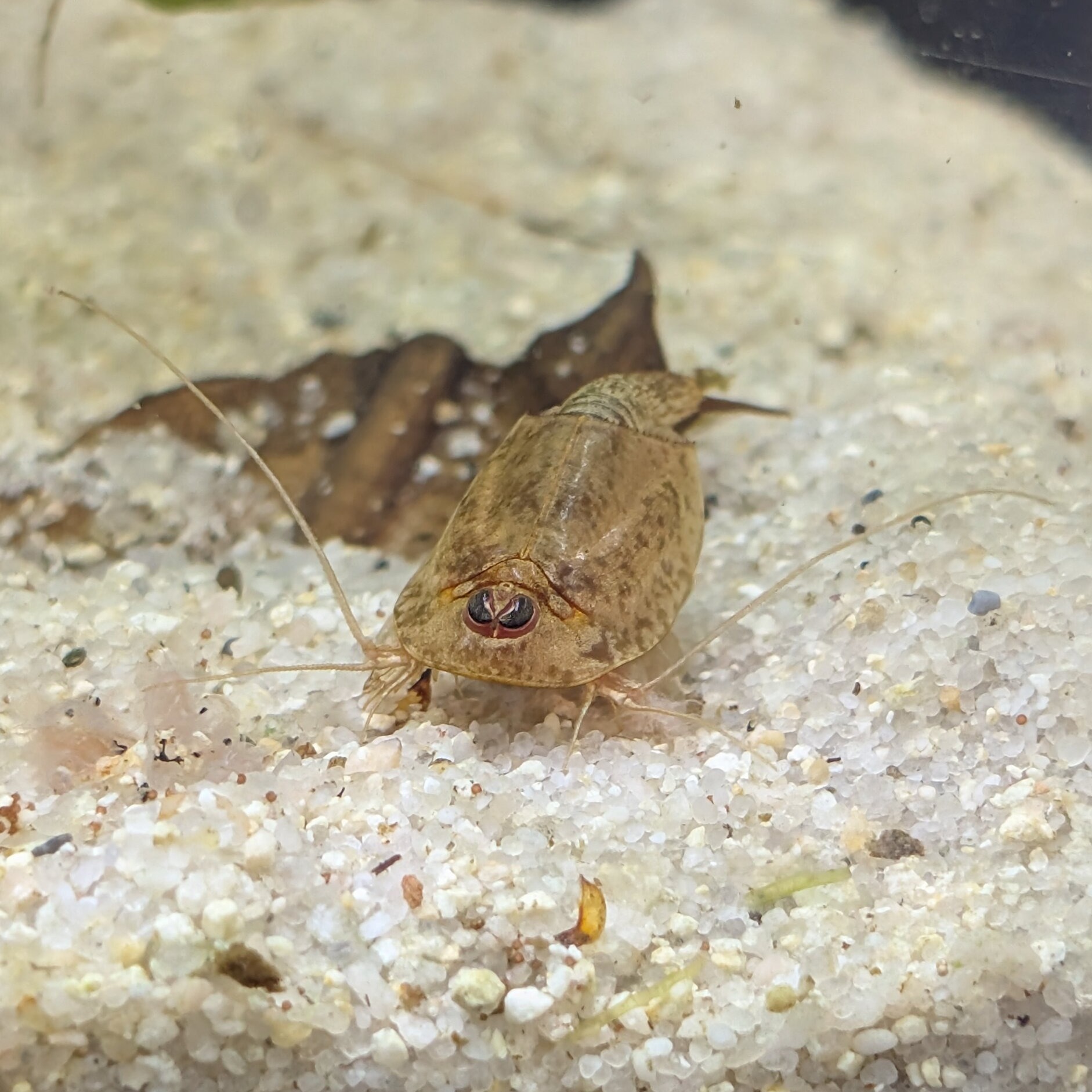 Triops longicaudatus multicolor kansas