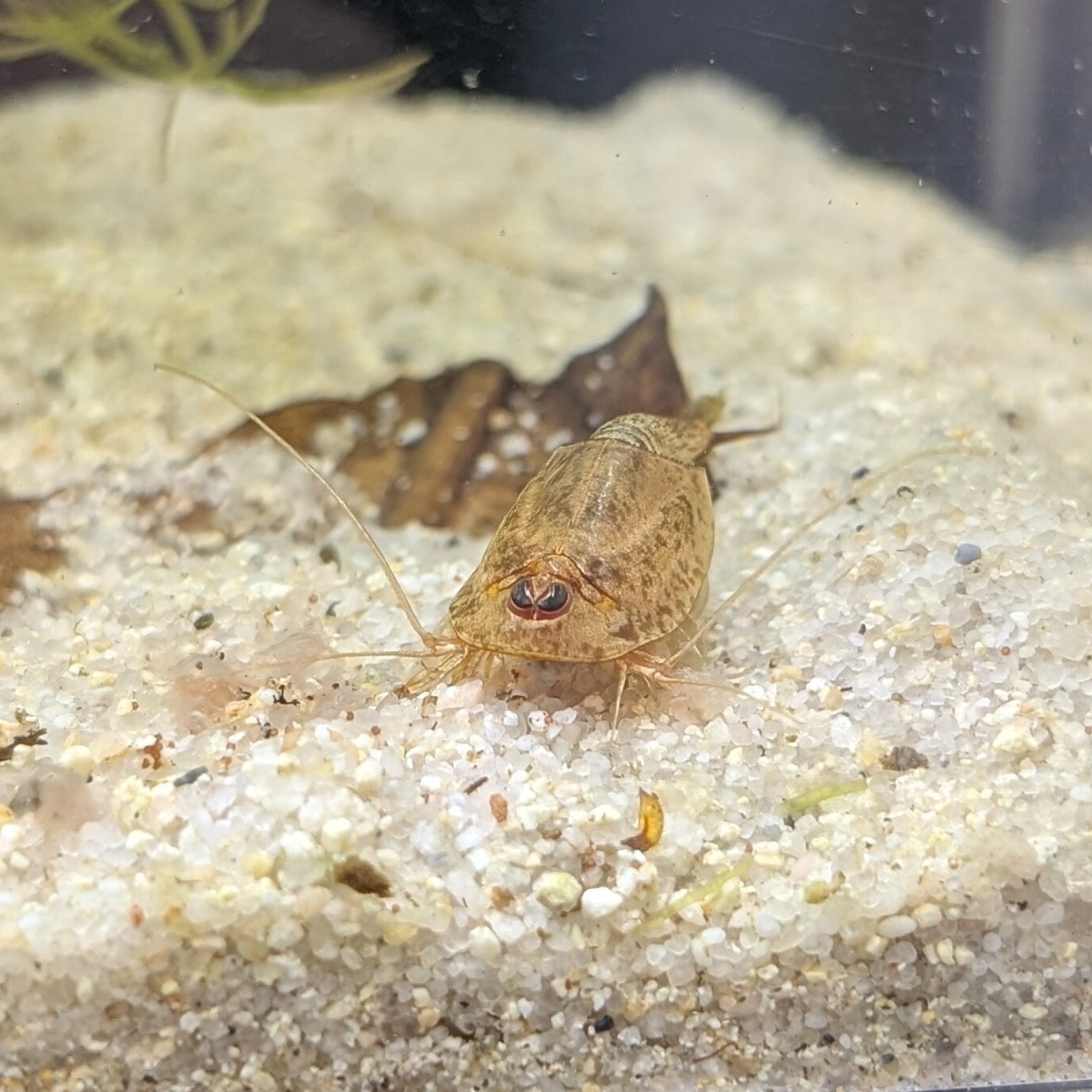 Triops longicaudatus multicolor kansas
