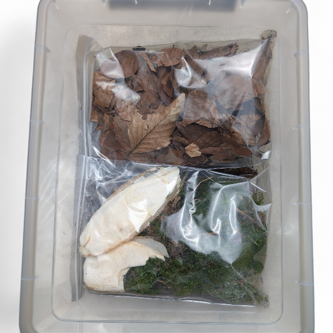 maxikit-cloportes-les-minipotes