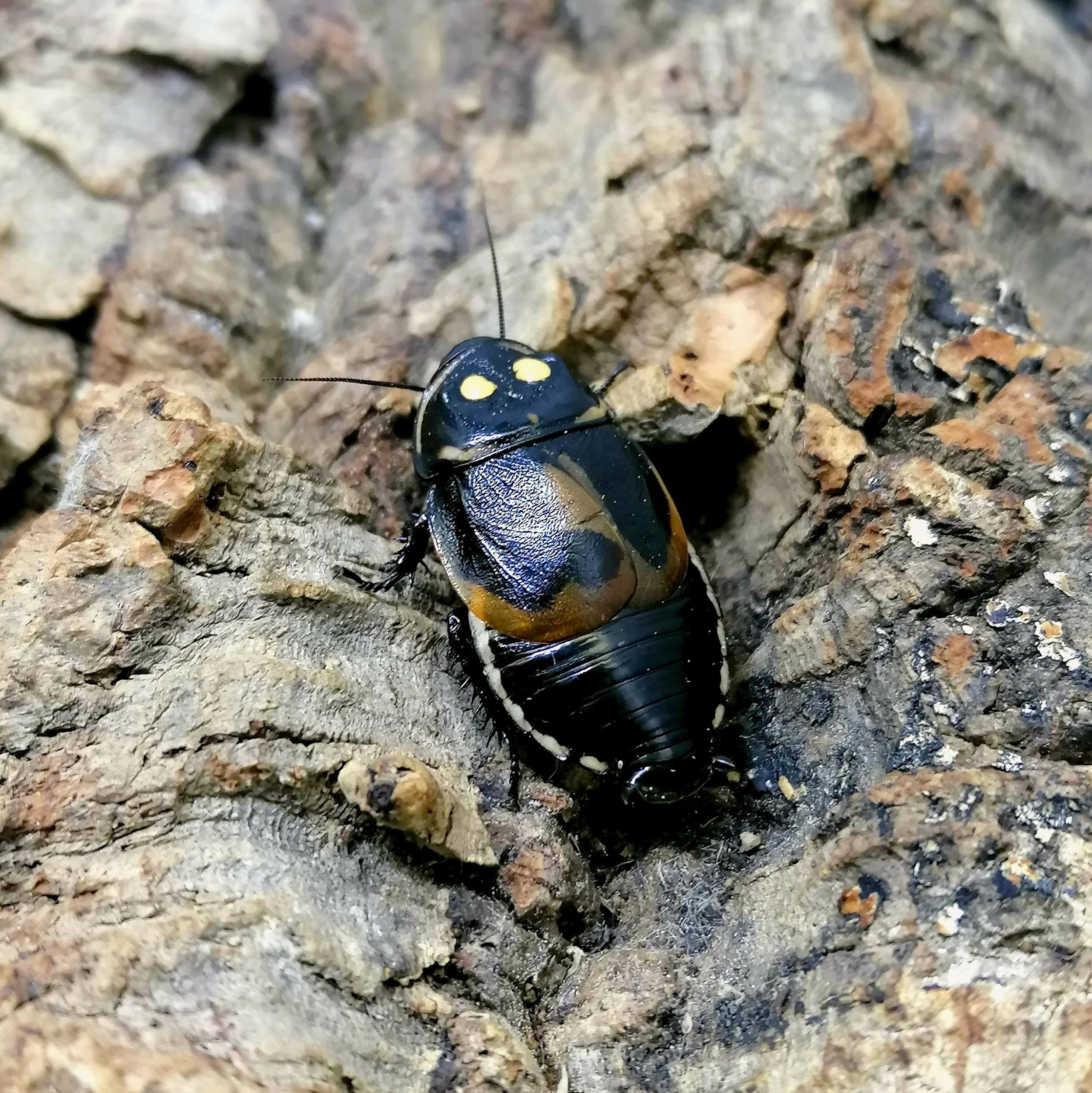 Lucihormetica verrucosa - blatte glowspot