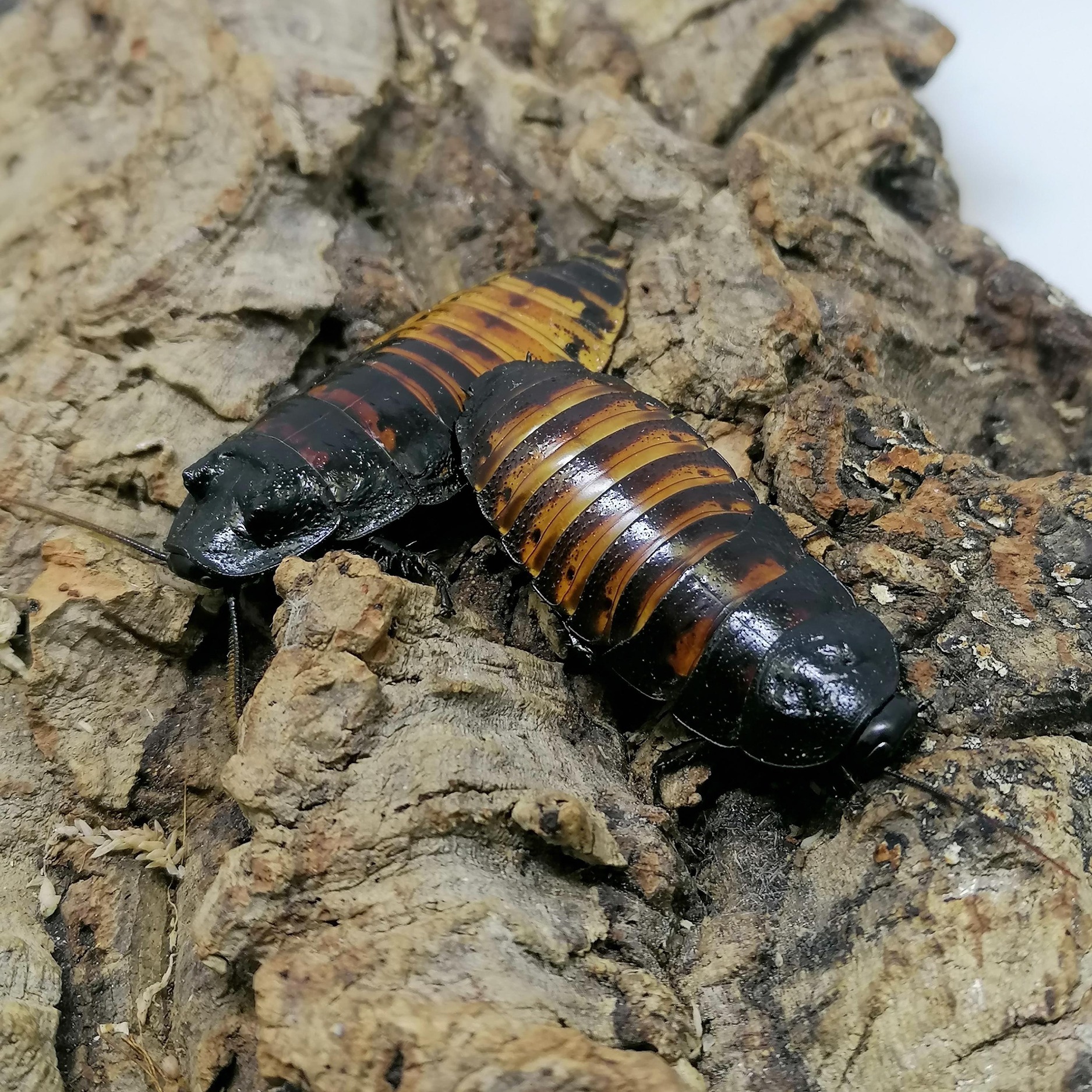 Gromphadorhina portentosa blatte soufleuse madagascar