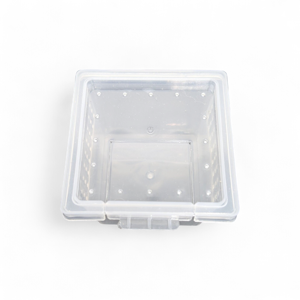 boite-d-elevage-araignee-s3