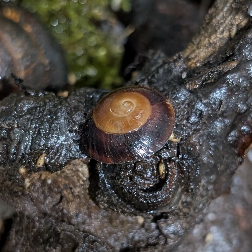 Caracolus sagemon 2
