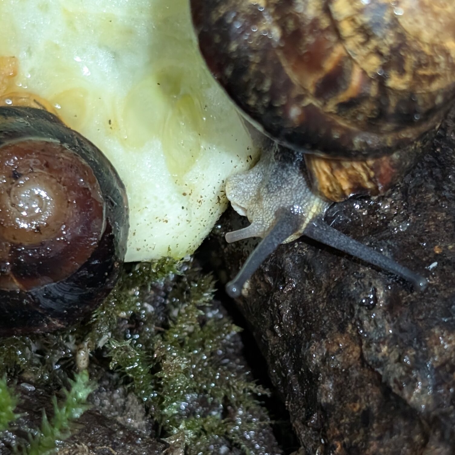 Caracolus sagemon